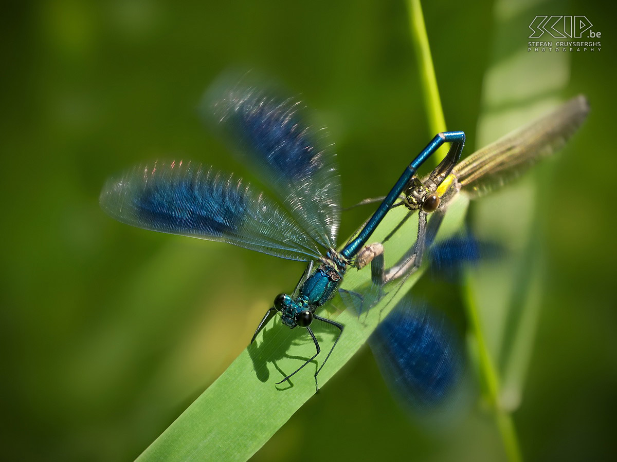 Waterjuffers en libellen - Parende weidebeekjuffers Parende weidebeekjuffers (Calopteryx splendens). De mannetjes zijn blauw en de vrouwtjes hebben een groene kleur. Stefan Cruysberghs